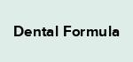 Dental Formula